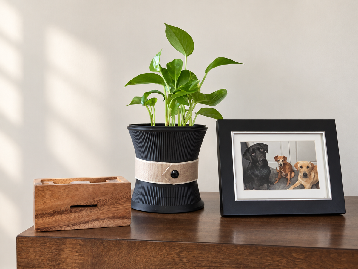 A potted green plant in a ribbed black pot with a sand band, displayed on a wooden table next to a wooden box and a black picture frame containing a photo of two dogs, against a light beige wall with soft window shadows.