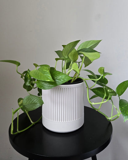 Contour Planter