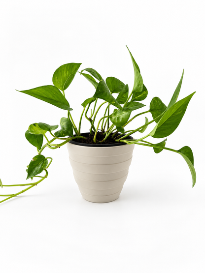 Woodland Planter